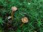 Tölcséres rókagomba (Craterellus tubaeformis), Zemplén